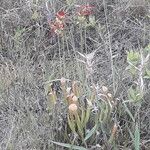 Sarracenia rubra Virág