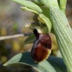 Ophrys arachnitiformis മറ്റ്