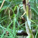 Platanthera bifoliaFruto