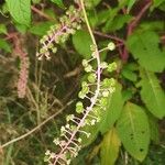 Phytolacca rivinoides Fruit