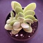 Crassula rogersii Yaprak