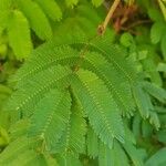 Calliandra haematocephalaList