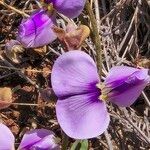 Vigna frutescens Blüte