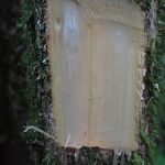 Duboscia macrocarpa Corteza
