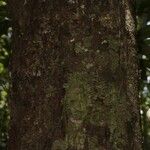 Pouteria cayennensis Kabuk