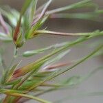 Poa bulbosa Агульны выгляд