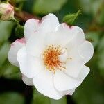 Rosa arvensis Цвят