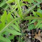 Lactuca canadensis Συνήθη χαρακτηριστικά