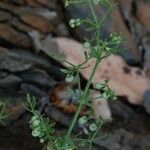 Galium porrigens Hábito