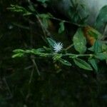 Pseudelephantopus spicatus Flower