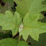 Hydrangea quercifolia Foglia