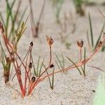 Juncus rechingeri عادت داشتن