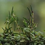 Jacquiniella globosa Yaprak