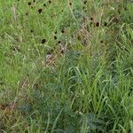 Sanguisorba officinalis Fleur