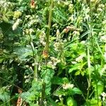 Scrophularia scorodonia Flower