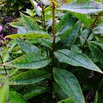 Phlox amplifolia 葉