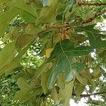 Quercus macrocarpa Lehti