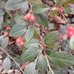 Cotoneaster franchetii Hoja