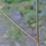 Agrostis stolonifera Bark