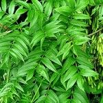 Fraxinus excelsior 葉