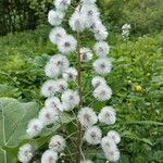 Petasites paradoxus Blüte