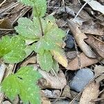 Draba muralis Leaf