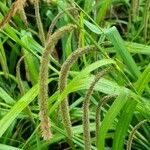 Carex pendula 花