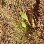 Bupleurum rigidum Leaf