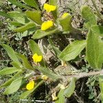 Ajuga salicifolia Hábitos