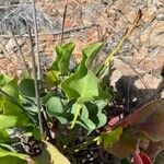 Limonium preauxii Leaf