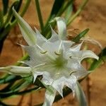 Pancratium trianthum Květ