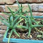 Aloe cremnophila