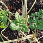 Crambe cordifolia Листок