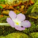 Episcia lilacina Λουλούδι