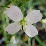 Cardamine pratensisΛουλούδι