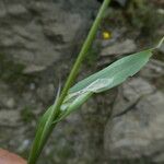 Cynosurus echinatus Leaf