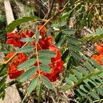 Sesbania punicea 花