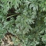 Artemisia absinthium 叶