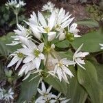 Allium ursinum 花