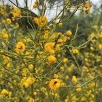 Senna artemisioides Blüte