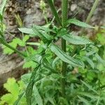 Crepis biennis Leaf