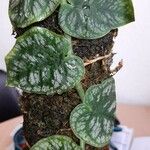 Monstera dubia Ліст