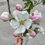 Malus domesticaFlower