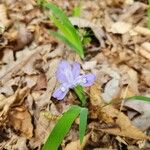 Iris cristata Flower