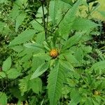 Bidens frondosaFlower