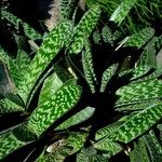 Gasteria obliqua Leaf