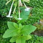 Nicotiana sylvestris Tervik taim