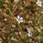 Petrorhagia saxifraga Flor