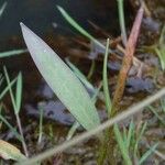 Baldellia ranunculoides Foglia