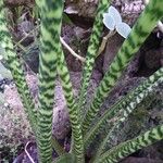 Alocasia zebrina Bark